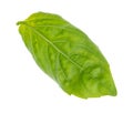 Back side of wet fresh green leaf of sweet basil Royalty Free Stock Photo