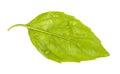 Back side of wet leaf of fresh green basil herb Royalty Free Stock Photo