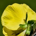 Back Side of Yellow Pansy Flower