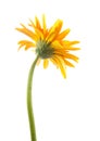 back single gerbera flower yellow isolated Royalty Free Stock Photo