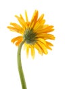 Back single gerbera flower yellow isolated Royalty Free Stock Photo