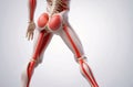 Back of skeleton red muscles on white background Royalty Free Stock Photo