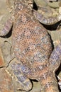 The skin details of Trapelus agilis agama