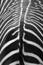 Back skin line zebra texture. Royalty Free Stock Photo