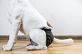 Puppy in washable diaper sits on the floor, close-up view