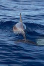 Back of a spottet dolphins swimming in the blue water Royalty Free Stock Photo