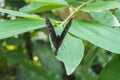 Back of a Striped blue crow butterfly (Euploea mulciber) on a leaf with blurred natural background Royalty Free Stock Photo