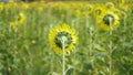 Back of Sunflower field natural background. Sunflower blooming Royalty Free Stock Photo