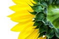 back of sunflower Royalty Free Stock Photo