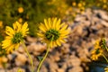 Hairy sepals and stalk of sunflower