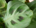 Back Surface of Large Round Green Leaf - Maranta Leuconeura - Botany Nature Background