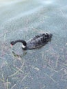 Back swan feeding in the lake