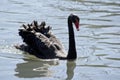 The back swan is floating on the lake