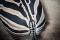Back and tail of a Grant Zebra Equus quagga boehmi Royalty Free Stock Photo
