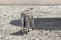 Rear view of a leaving zebra