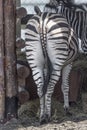 Rear view of a leaving zebra