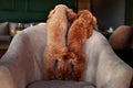 Back and tails of two dogs. Small poodles stand on their hind legs on chair in restaurant or cafe Royalty Free Stock Photo