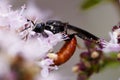 Back Thorax And Red Abdomen Wasp Priocnemis Oegona