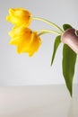 Back of three yellow tulips in a vase