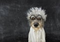 Back to school concept. Dog celebrating carnival, hallowen dressed as einstein. intelligent. Isolated on black chalkboard