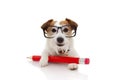 Back to school  concept. Funny Dog with a giant red pencil ang glasses. Isolated on white background Royalty Free Stock Photo