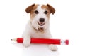 Back to school concept. Funny Dog puppy with a giant red pencil. Isolated on white background