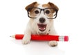 Back to school concept. Happy Dog with a giant red pencil ang glassesl. Isolated on white background