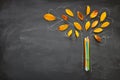 Back to school concept. Top view banner of pencils next to tree sketch with autumn dry leaves over classroom blackboard background Royalty Free Stock Photo