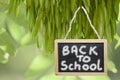 Back to school- written on black chalk board hanging from a tree Royalty Free Stock Photo