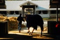 Back to the stables Royalty Free Stock Photo