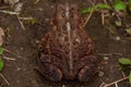 The back of a Toad Royalty Free Stock Photo