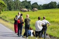 On the back of tourists watching wild elephants in blurry background Royalty Free Stock Photo