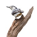 Back Turn Nuthatch Royalty Free Stock Photo