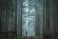 Back of unknown man going far into the green pine forest in the fog Royalty Free Stock Photo