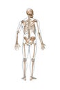 Back view of accurate full human skeleton with male body 3D rendering illustration isolated on white with copy space. Anatomy, Royalty Free Stock Photo