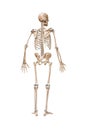 Back view of accurate full human skeleton with male body 3D rendering illustration isolated on white with copy space. Anatomy,