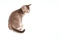 Back view of adorable brown kitten. Royalty Free Stock Photo