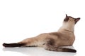 Back view of adorable metis cat lying and looking up Royalty Free Stock Photo