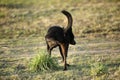 Adult black Dutch Shepherd dog peeing on grass tuft on field