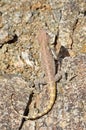 Trapelus agilis , Brilliant ground agama on rocks Royalty Free Stock Photo