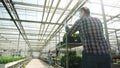 Back view of agricultor pushing a cart with fresh organic green salad