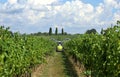Agricultural sprayer machine sprinkls chemical pesticides on the vineyards.