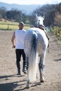 Rear view of a bald cowboy man walking with his white horse Royalty Free Stock Photo