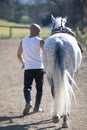 Rear view of a bald cowboy man walking with his white horse Royalty Free Stock Photo
