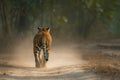 Back view of a beautiful bengal tiger walking on a dirt road in the rainforest. Amazing African wildlife. Generative Ai