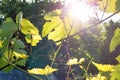 Back view on beautiful detailed leaves of grape, with sun on the