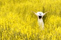 Back view of beauty woman with white wing hat and white dress in the flower meadow. People and Fashion concept. Nature and