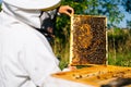 Back view of beekeeper checking honeycomb full of bees on frame to control situation in bee colony Royalty Free Stock Photo