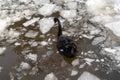 Back view of black swan swimming in pool in chunks of ice Royalty Free Stock Photo