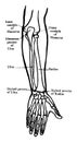 Back View of the Bones of the Forearm, vintage illustration